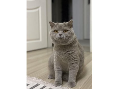 Sevgi dolu bir aileye sahiplendirilecek kedimiz