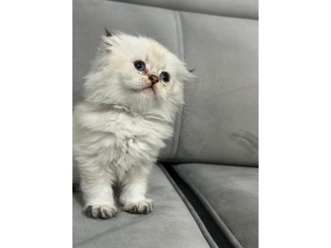 British longhair yavrular