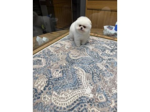 Sahibinden uygun pomeranian