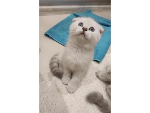 2 aylık 2 erkek 1 dişi scottish fold yavrular