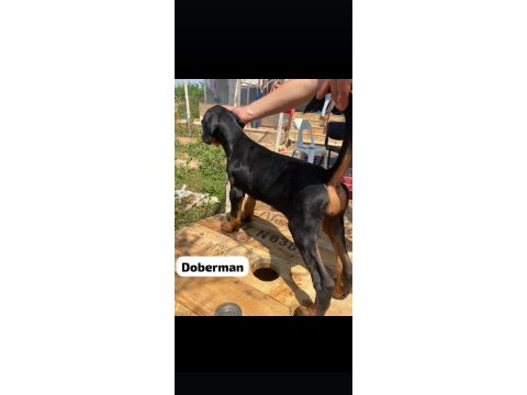 3 tane dişi doberman yavrumuz