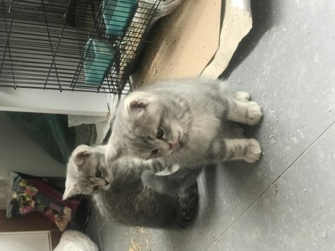 2 erkek 1 dişi 65 günlük british shorthair yavruları
