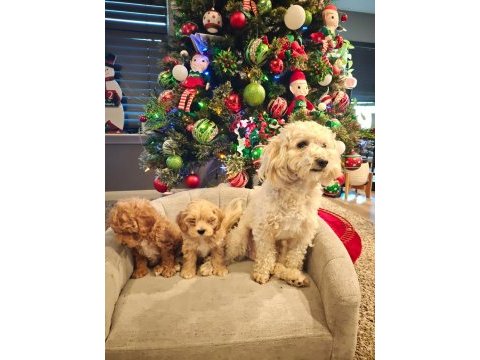 Yeni yıl maltipoo bebekleri yeni evine gitmeye hazır