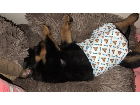 Rottweiler yavru 3 aylık