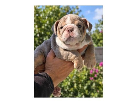 Üst düzey şecereli ingiliz bulldog yavrular
