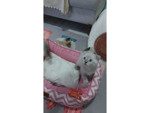 Point gurup kedimiz