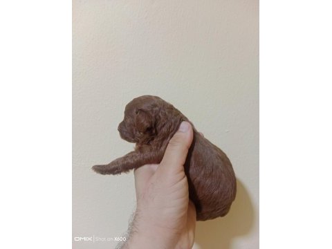 25 haziran da teslime hazır akıl küpleri poodle