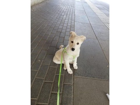 Labrador kırması