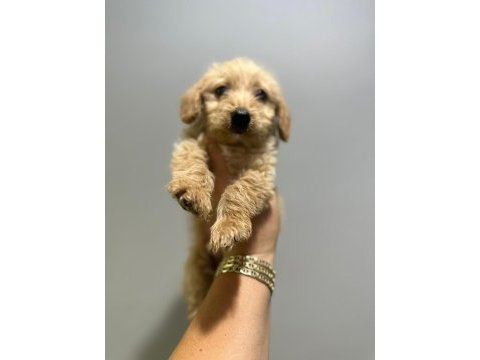 Orjinal maltipoo yavrularımız