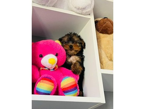 Emsalsiz yorkshire terrier bebek