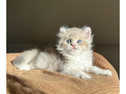 Blue golden ay11 mükemmel kalite british longhair