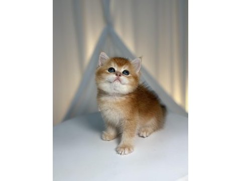 Show class golden yakışıklı british shorthair