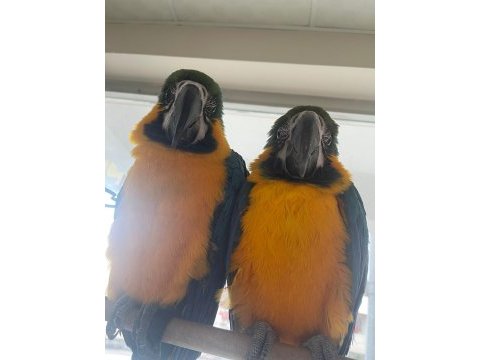 6 ile 10 aylık macaw papağanı