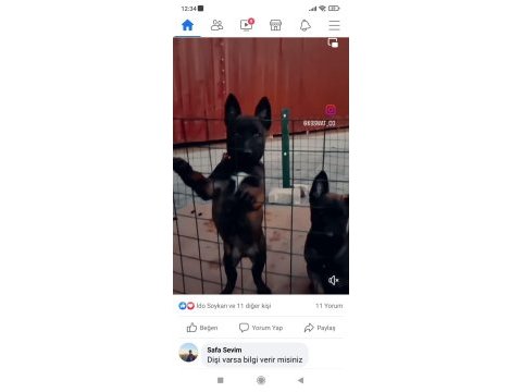 A kalite belçika kurdu beslemek isteyenler buyursun