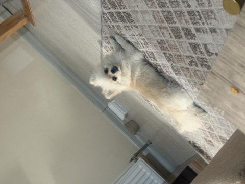 Pomeranian boo köpeği