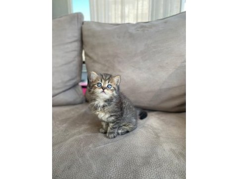 British shorthair kardeşler