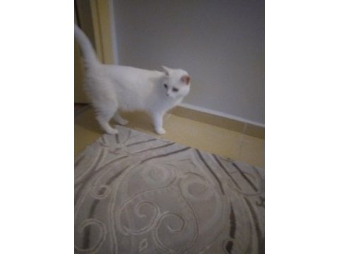2 yaşında lekesiz beyaz kısır ankara kedisi