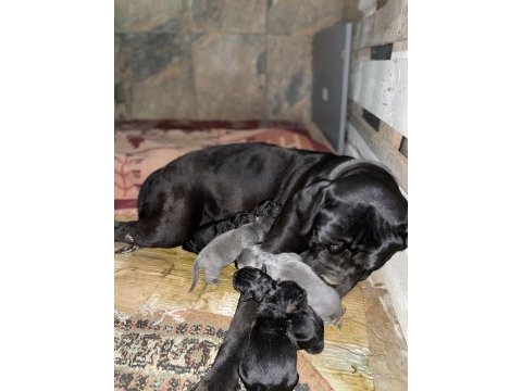 Cane corso yavruları