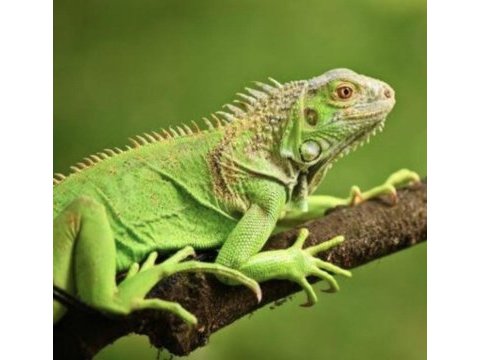 Ön rezerve iguana