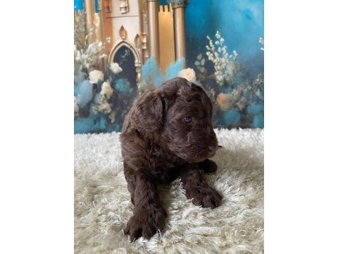 Çikolata poodle türünün en iyisi