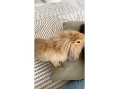 Hollanda lop tavşan