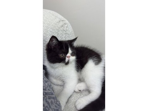 Harika bir erkek exotic shorthair beşiktaş yavru
