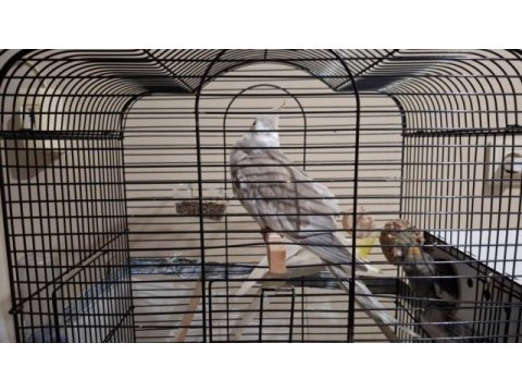 Sultan papağanı seri üretim