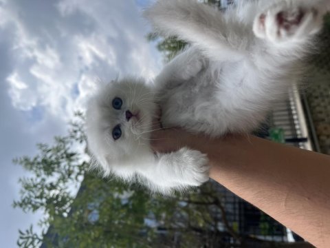 Scottish fold erkek yavrumuz