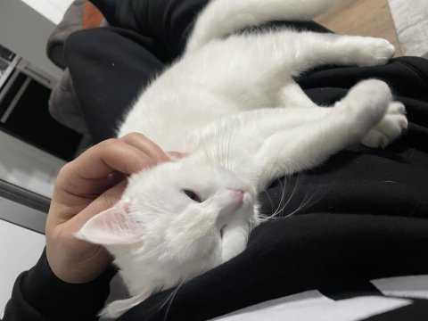 British shorthair beyaz