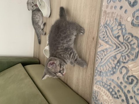10 mayıs doğumlu bebeklerimize yuva istiyoruz