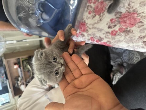 British shorthair yavrularımıza yuva arıyoruz
