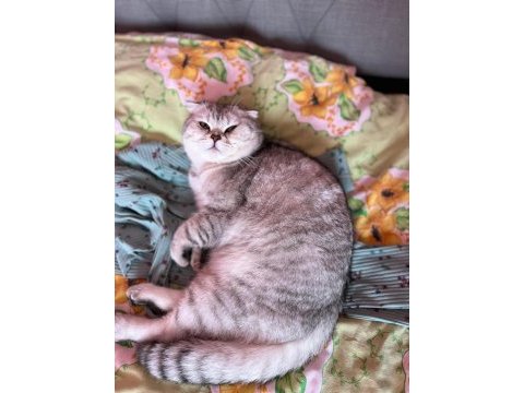 1 yaşında scottish fold