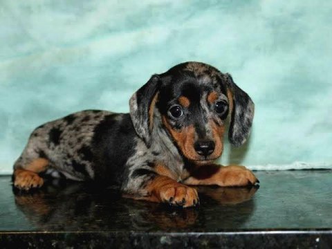 Blue merle mini dachshund bebeğimiz çiftliğimiz
