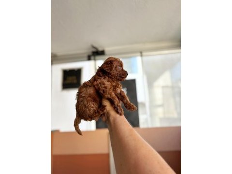 Anne toy baba kore en koyu red brown poodle bebişler