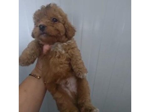 Toy poodle köpeğimiz
