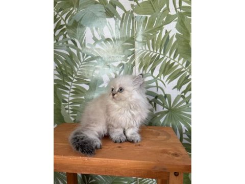 British longhair silver point dişi