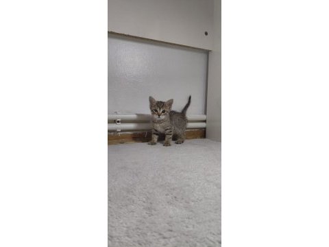 Yavru tekir için acil yuva