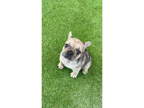 French bulldog
