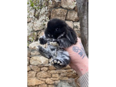 Safkan minilop tavşan