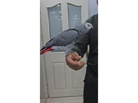 Full evcil cocuk hastası jako