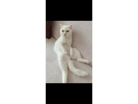Dünyalar güzeli british shorthair odd eyes sütlacım