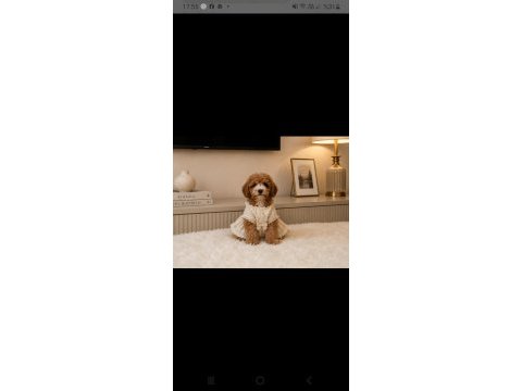 Toy poodle yavrularımız 2 aylık