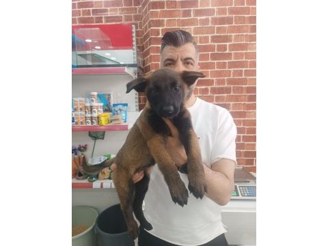 Belçika kurdu malinois yavrular