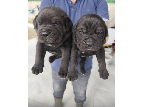 İtalyan mastif cane corso yavrularımız