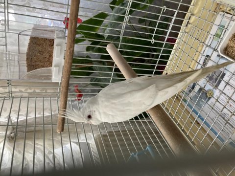 Albino sultan papağanı erkek yavru vasıflı