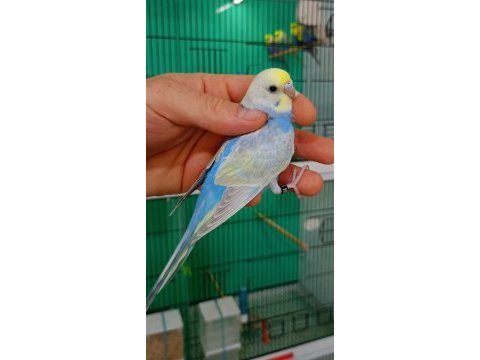 Damızlık adayı rainbow muhabbet kuşu yavrular