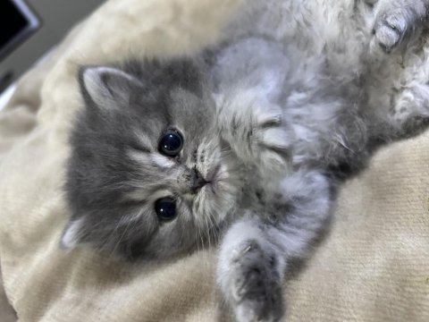 Bebek british longhair kedimiz