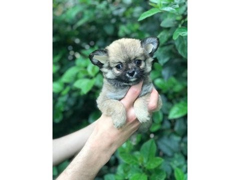 Haylaz chihuahua bebek