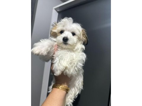 Morkie yavrum 2 buçuk aylık