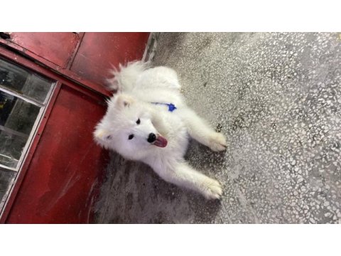7 aylık bakımlı samoyed